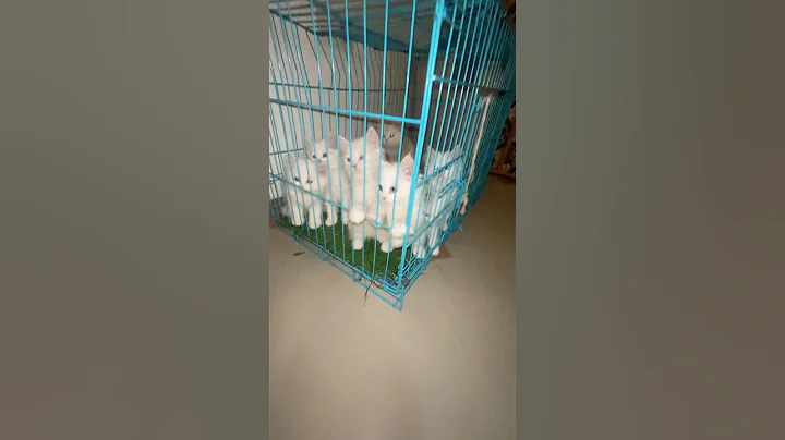 Video 10519591: cute persian cat baby, royal breed, cutecat