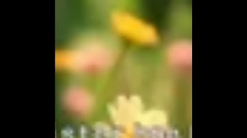 Curl @freek-banning-freestyle