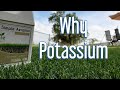 What Does Potassium Do For Your Lawn and Grass?