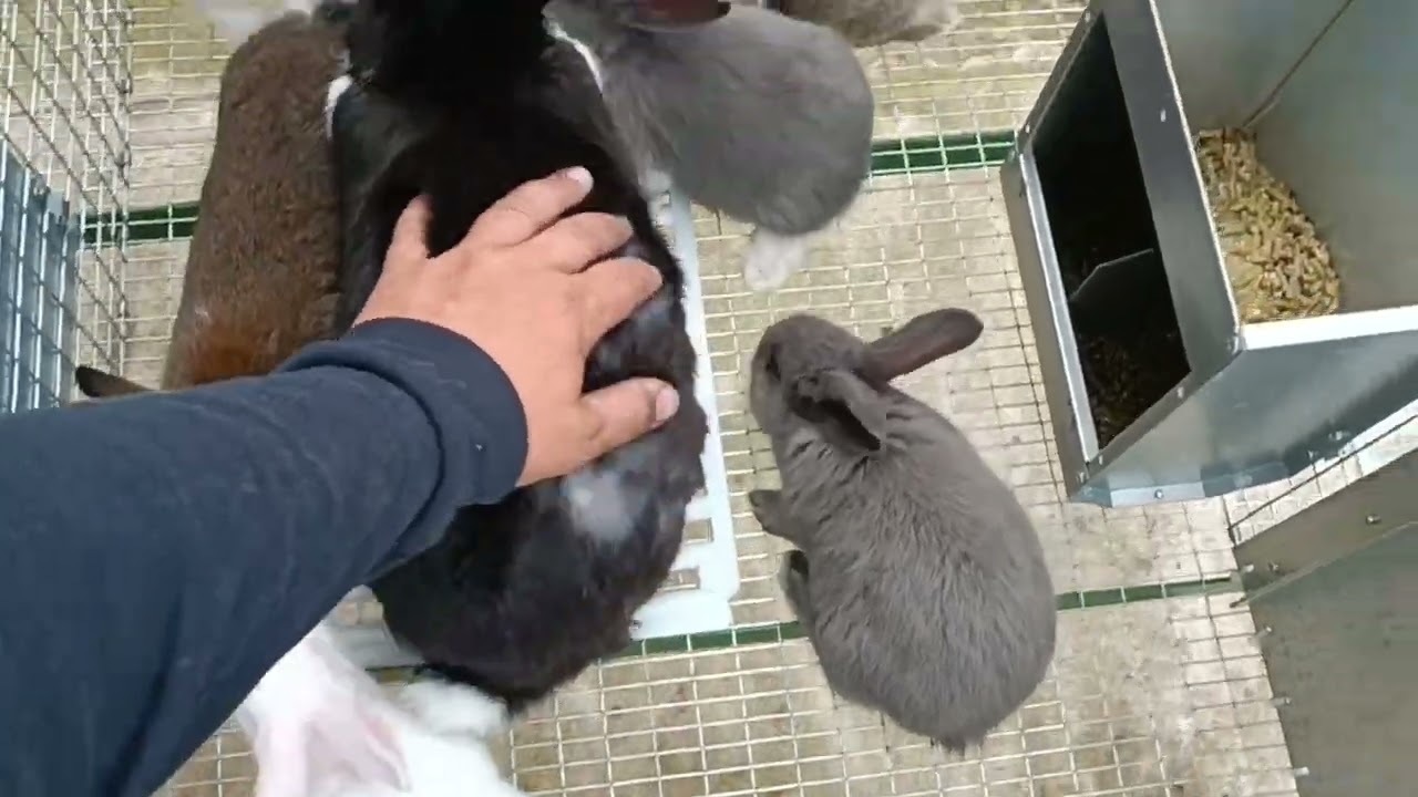 Odstav králičat od A do Z!