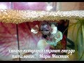 САМКА РЫБКИ ПЕТУШКА СТРОИТ ГНЕЗДО ! #рыбкапетушокхалфмун#( ПИТОМНИК "МАРИ МИСТИК" )