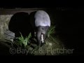 Malayan Tapir Tapirus Indicus Malayisa 20150505 194205 M2ts Malayan Tapir Tapirus Indicus Malayisa 20150505 194205 M2ts
