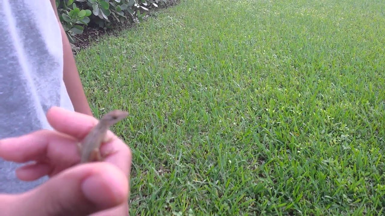camera iphone 8 plus apk Backyard Herping pt.1