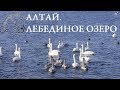 #Алтай.Озеро #лебединое(Алтайский край).Аэросъемка