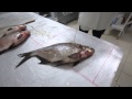 Обучение технологии производства рыбы
