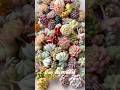 Welcome to clay succulents world! #claysucculents  #clayart #succulents