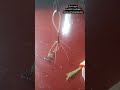 Multiple fish hook