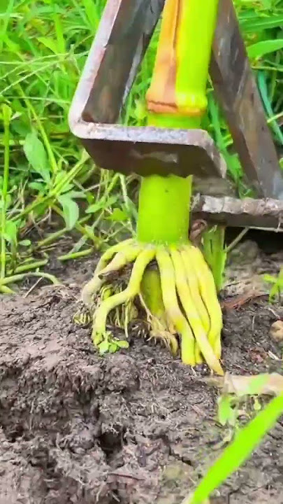 simple tool for removing plants super easy  #farming #tools #shorts