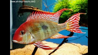 💓🐠🐟TOP 13  MOST BEAUTYFUL💓🐠🐟 EARTHEATERS CICHLIDS - GEOPHAGUS 💓🐠🐟COMEDORES DEL TIERRA💓🐠🐟