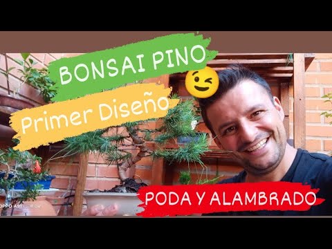 BONSAI PINO primer