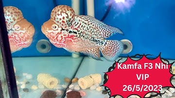 Cá La Hán Kamfa F3 Nhí Siêu Đẹp - 26/5/2023
