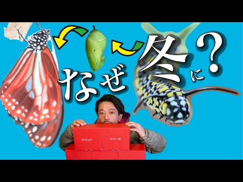 アサギマダラ | 冬だけ幼虫飼育キット出す理由。簡単に部屋でできるので幼少期の子供には絶対に体験させて欲しいです！台湾まで海を渡る蝶。【蝶絶体験】日本のはらぺこあおむしになって欲しい。