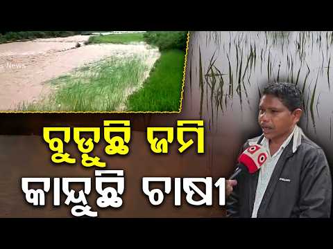 Farmlands Submerged, Farmers in Tears: Flood Havoc in Koraput Patangi | Argus News