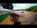 Crocodile Feeding Close Up - Rio Tarcoles, Costa Rica