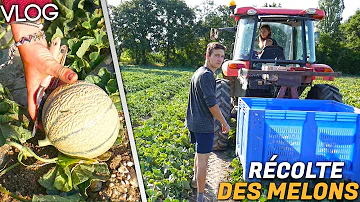 Comment savoir qu'un melon est mûr dans un jardin ?