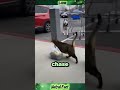 This Tiny Cat Humiliated Me#cat #funnycat #viral #shorts #youtubeshorts #catsoftiktok #pets