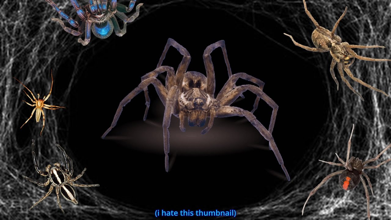 The Spiders.....They're Watching Me. | Lurking