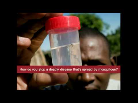 Mosquitos, malaria and education | Bill Gates