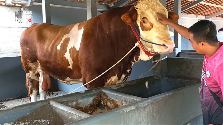 Kondisi Terbaru Setia Farm Purworejo Bikin Melongo !! Ada Kejutan Penghuni Baru Sapi Monster !!