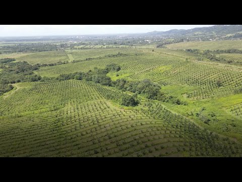 KTW ჯგუფის თხილის პლანტაციები ხობში