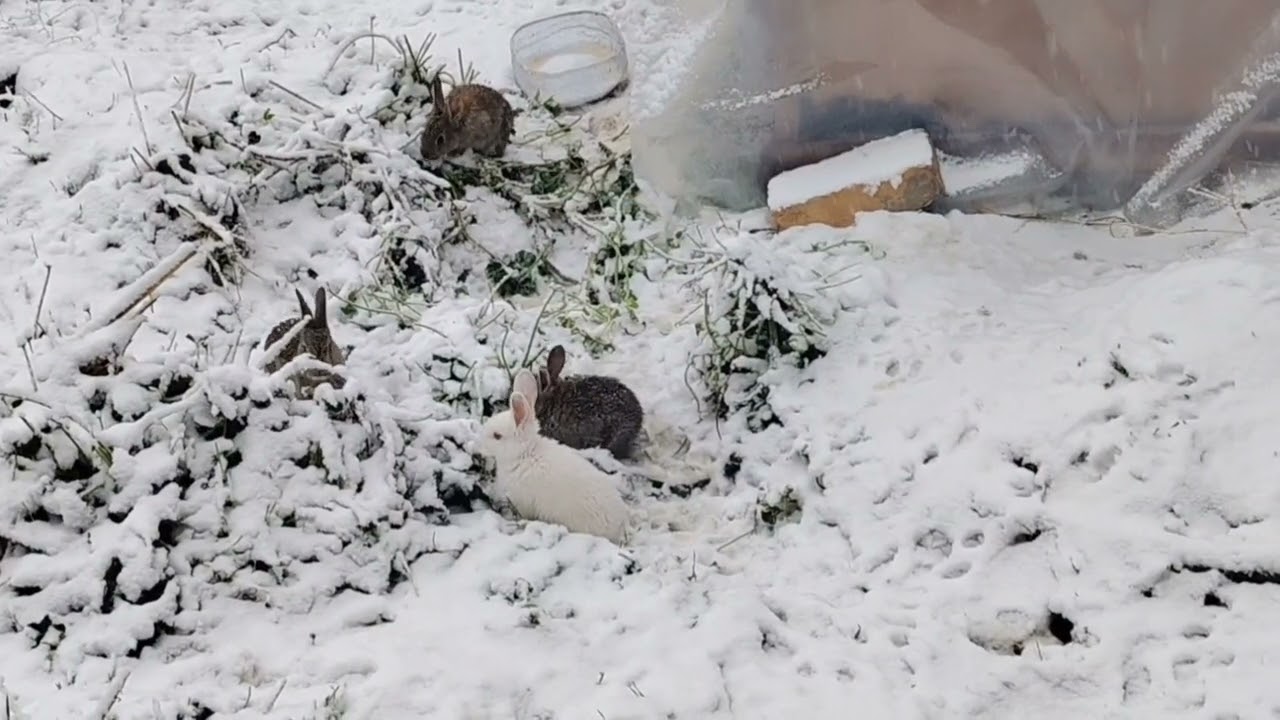 Winter and bunnies 
