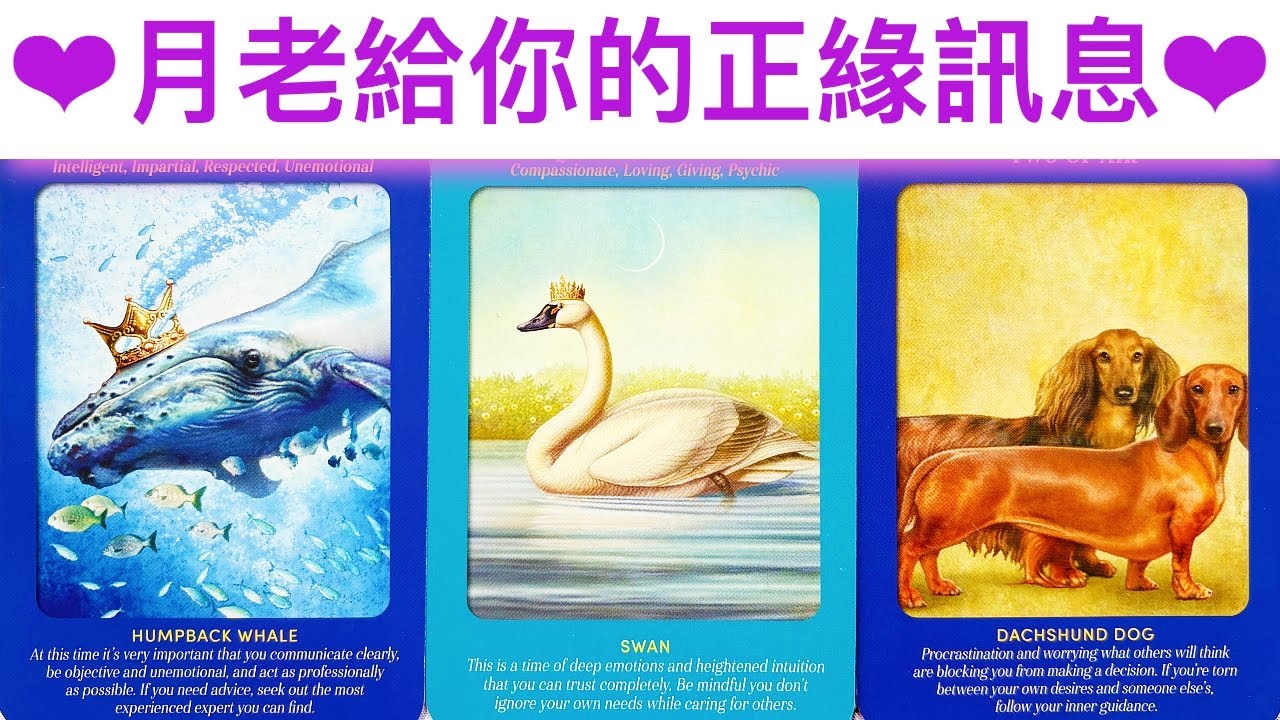 愛情占卜🔮 月老給你的正緣訊息🌈顯化幸福💖✨#占卜#愛情#塔羅牌