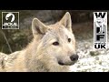 Wolf watch uk welcomes bosch the new wolf