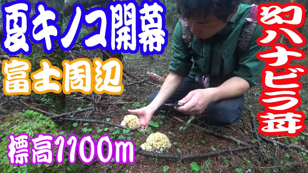 【富士周辺】キノコ狩り　夏きのこ