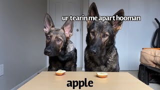 Dog & Puppy Review Raw Foods | ASMR | Part 6