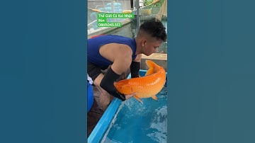 Mở bán cá Koi Nhật Bản khủng ​⁠ #koinhat #cakoidep #showa #fish #japanesekoifish #seafood #koi