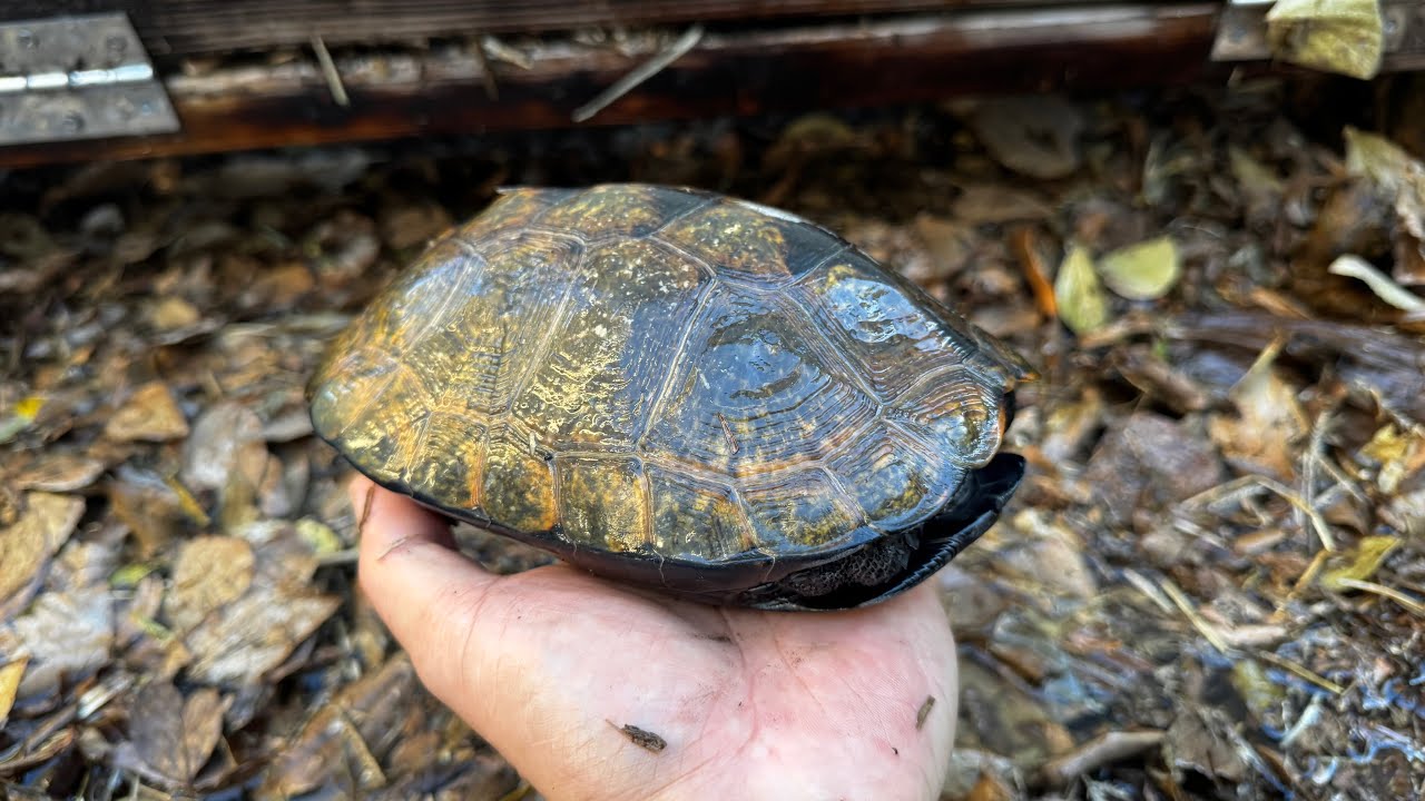 カメを冬眠させる方法をご紹介します