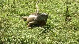 La iguana comiendo