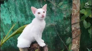 Simpan disini!Selamat sore dari meong