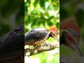 The bird is feasting food #shorts #birds #nature #birdwatching