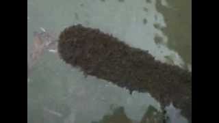Ant Survival Strategies - Ant Raft.wmv