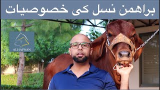 Brahman Breed Characteristics | Brahman Nasal ki Pehchan aur Khobian | best semens company in Pak