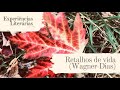 Retalhos de vida - Wagner Dias