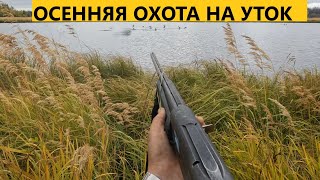 УТКА ПРЁТ. ОЧЕНЬ ЖИРНЫЕ И БОЛЬШИЕ КАРАСИ. ОСЕННЯЯ ОХОТА НА УТОК. ЛОЖКА ИЗ БЕРЕСТЫ.