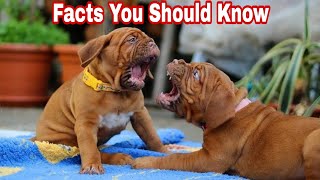 dogue de bordeaux interesting facts || wow facts about dogue de bordeaux || Dog Facts