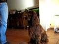 Field Spaniel Bentley in training の動画、YouTube動画。