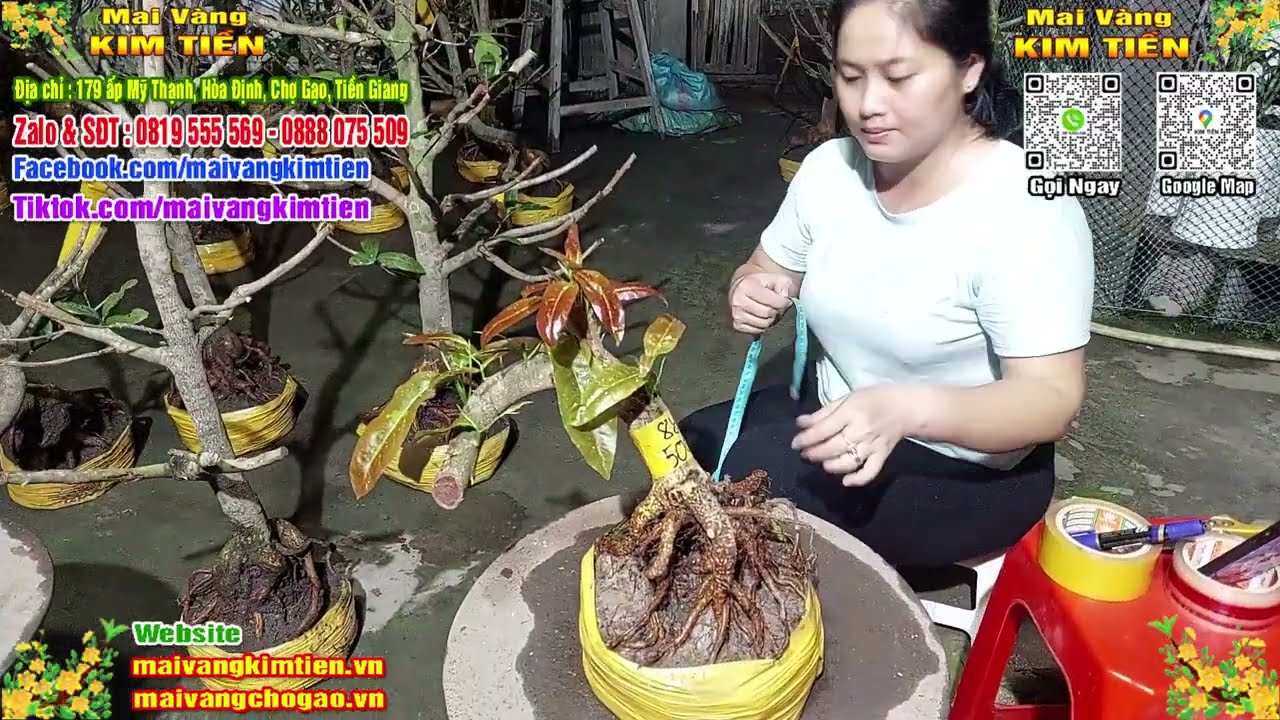 Phôi Mai Thủ Đức Giá Rẻ Bao Ship Bao Sống Toàn Quốc - Mai Vàng Kim Tiền Chợ Gạo