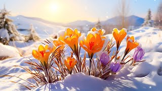 Listen To Relaxing Music For 5 Minutes And Feel The Peace 🌸 Music Heals Anxiety Disorders screenshot 5