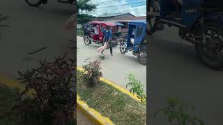 Guy Catches an Iguana to Reallocate It Away From the Traffic