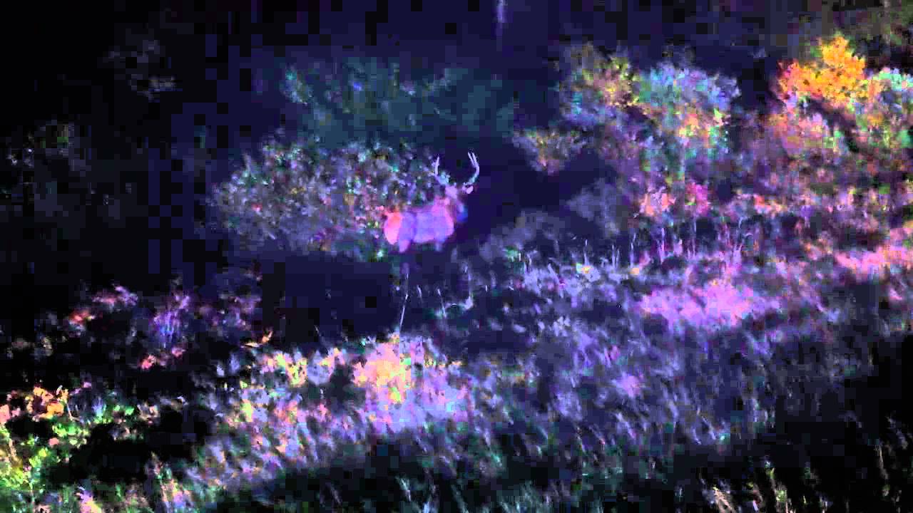 Elk siting on GG (Clam Lake)