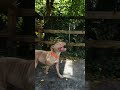 Petey Bonez video