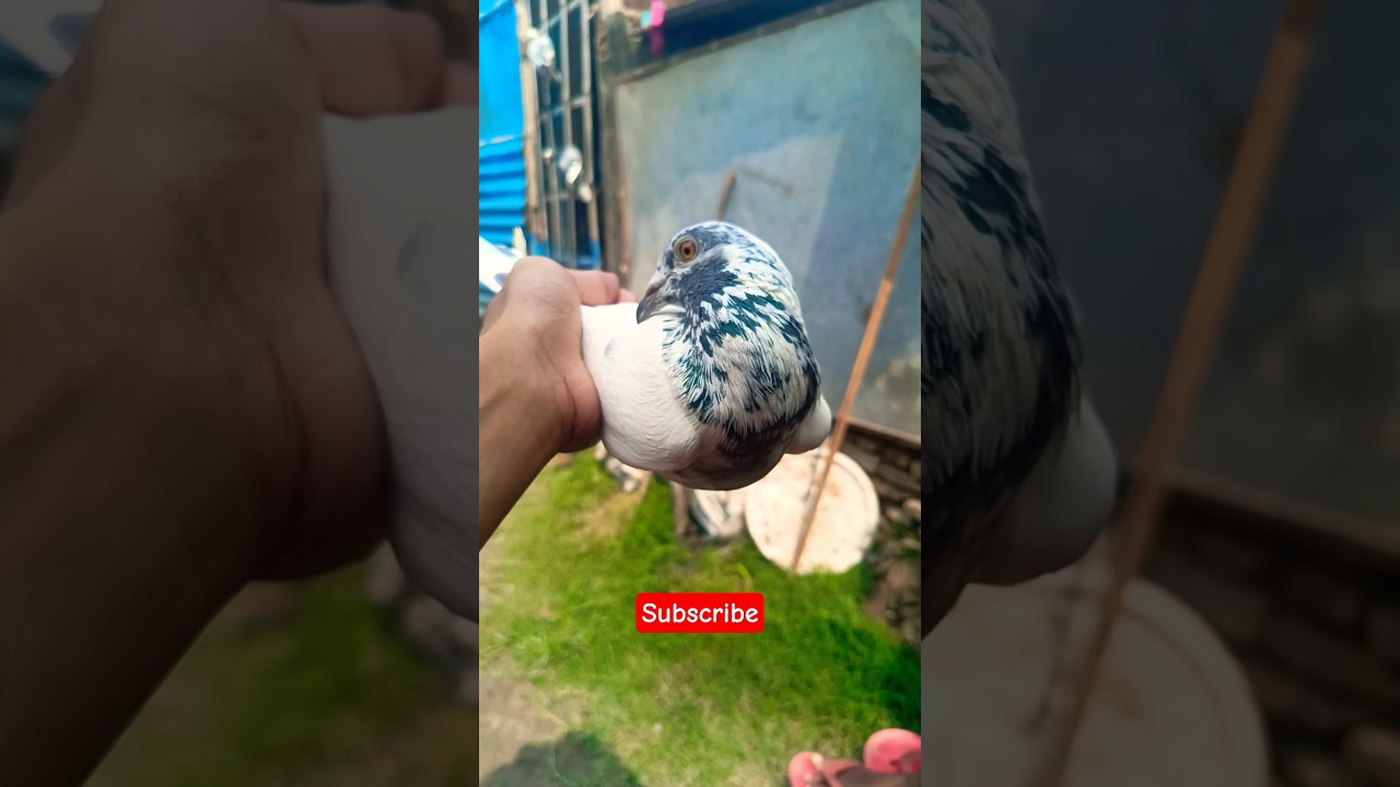 original andhra kabutar 