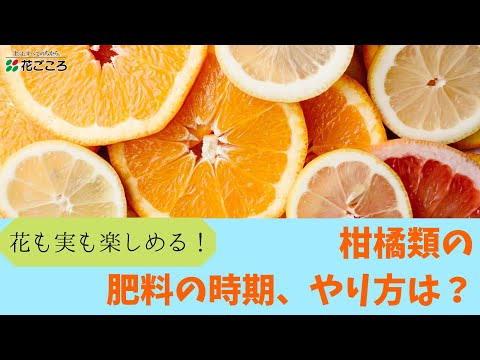 柑橘類の肥料の時期 やり方は 収穫のコツ Youtube