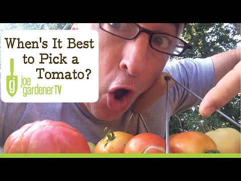 How to Know the Best Time to Pick a Tomato