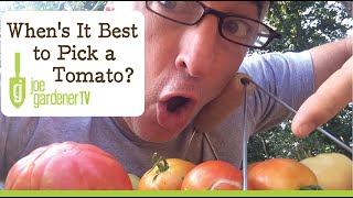 How to Know the Best Time to Pick a Tomato