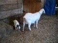 Goat Kids Angus and Anakin at Four Days Old
